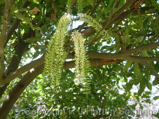 Macadamia flower